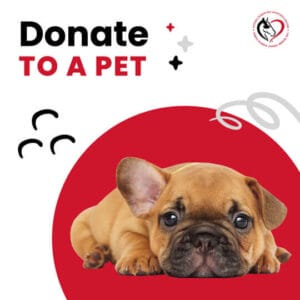 north-florida-animal-rescue-social-media-graphic